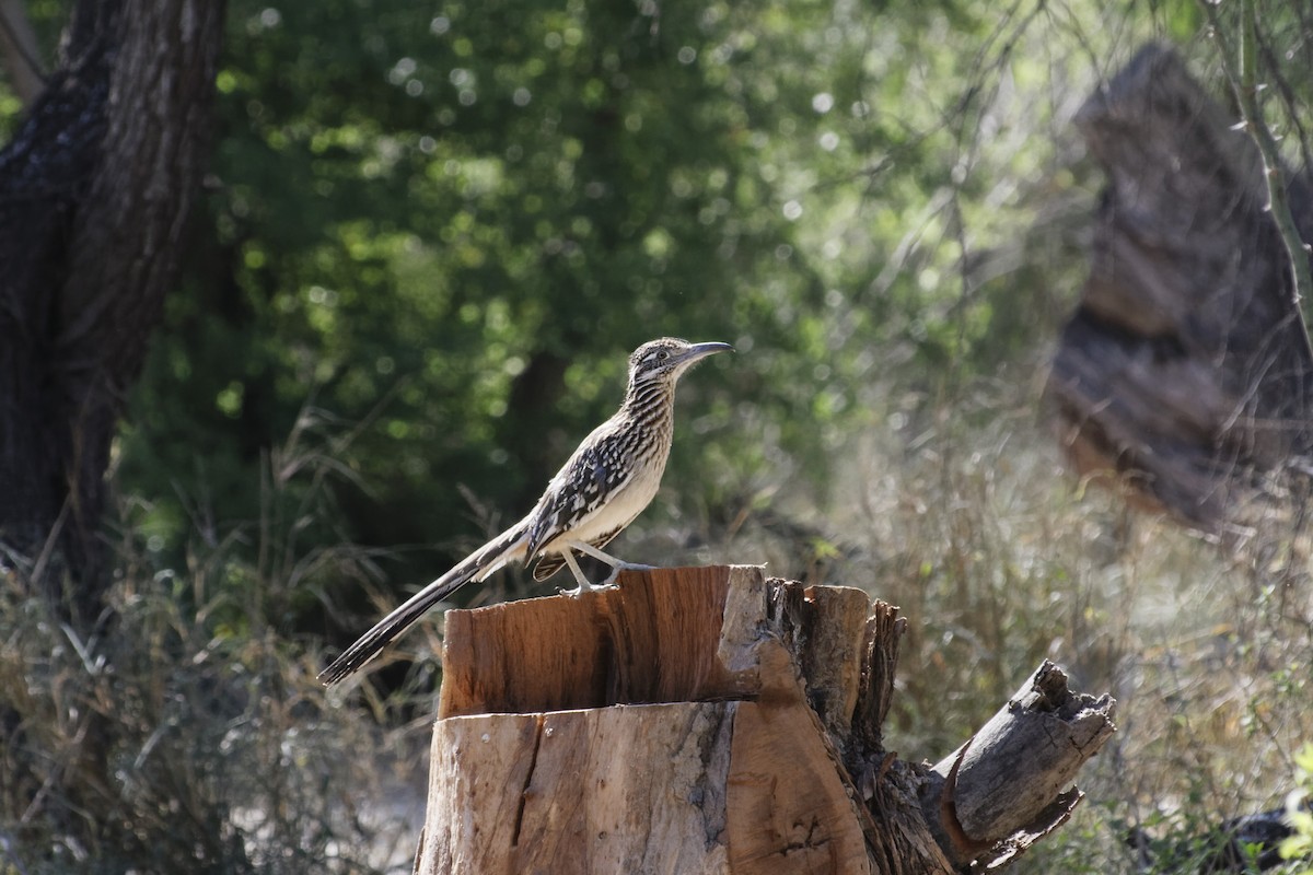 Greater Roadrunner - ML617276346