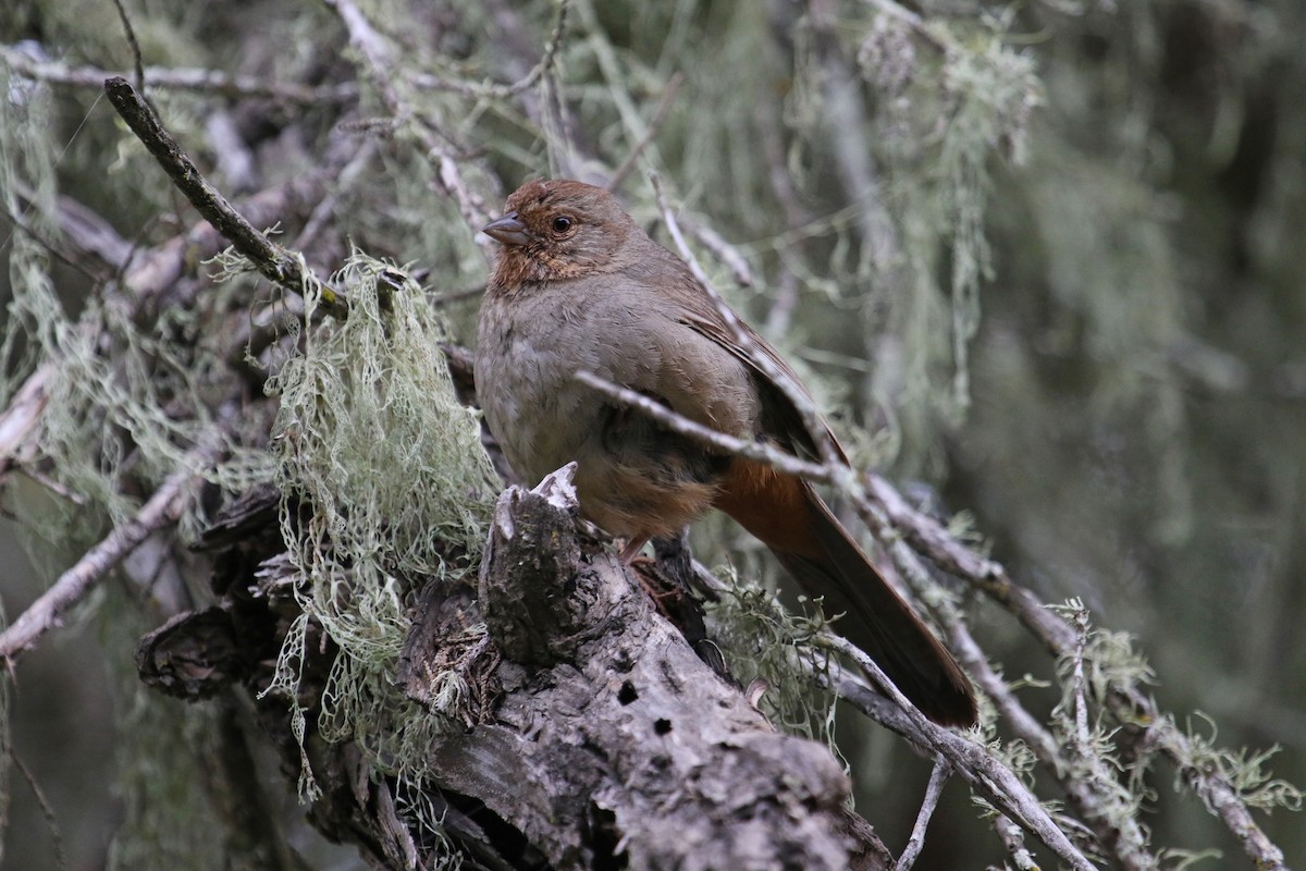 California Towhee - ML617276348