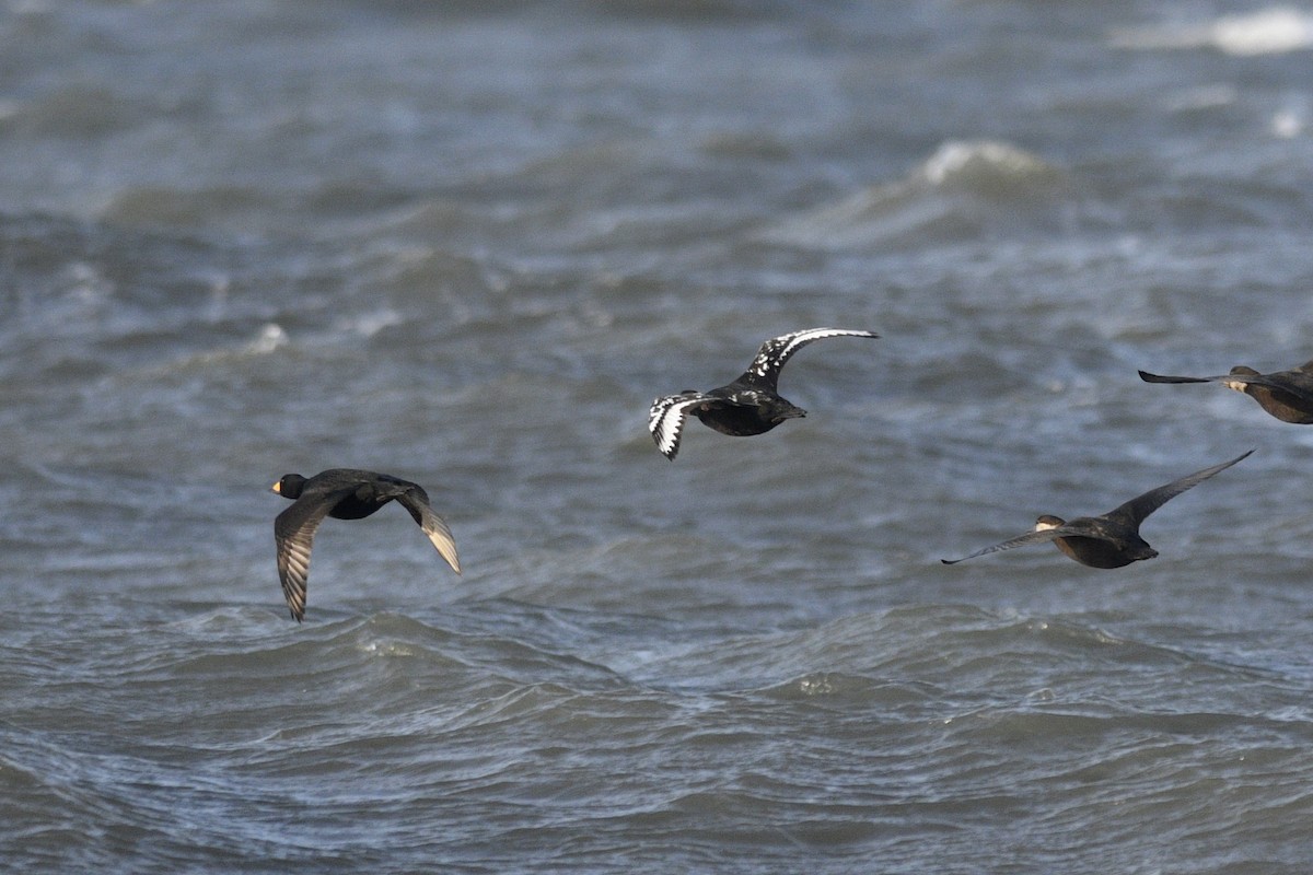 Black Scoter - ML617276349