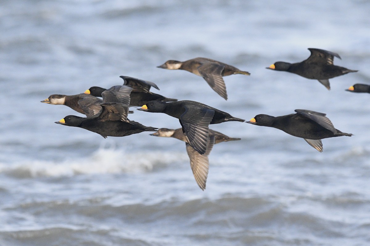 Black Scoter - ML617276358