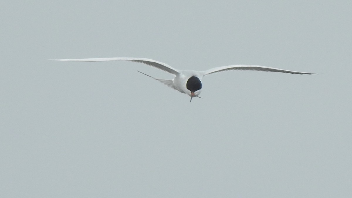 Forster's Tern - Vincent Glasser