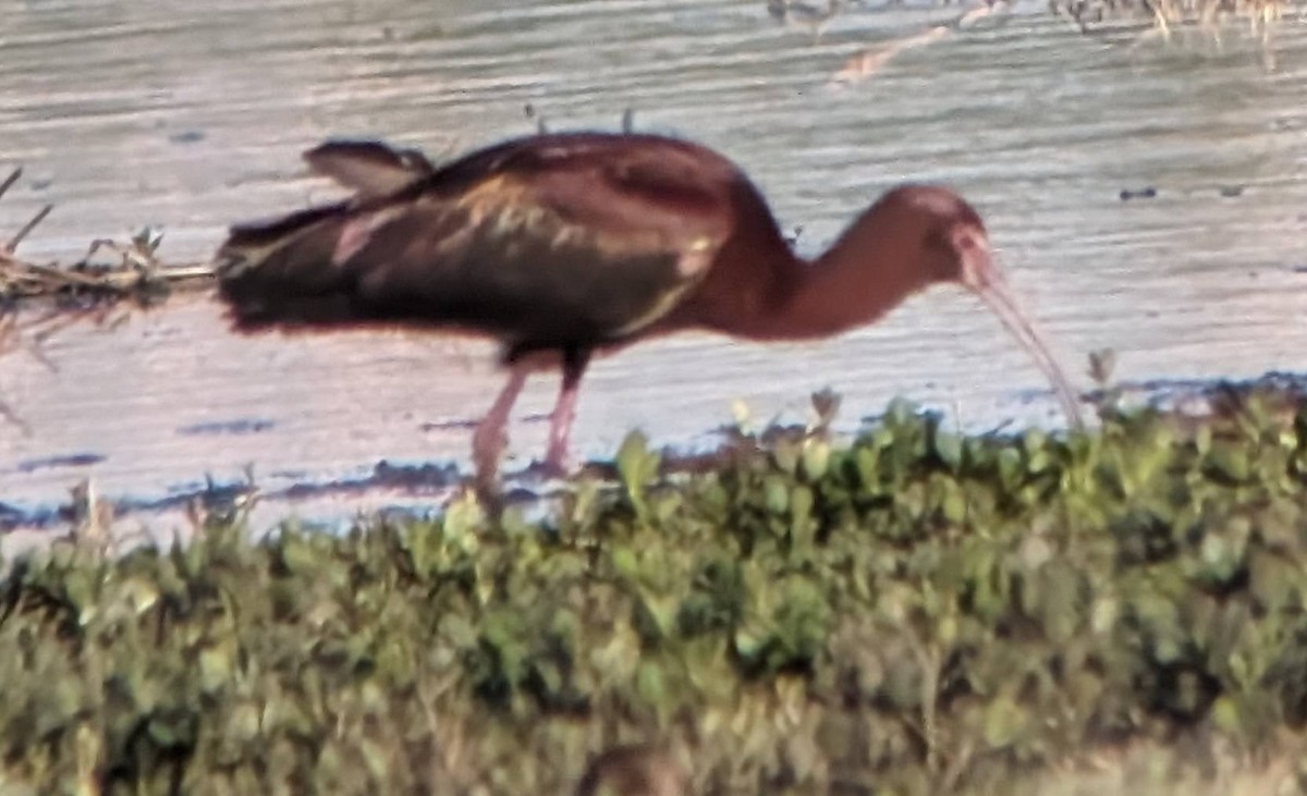 White-faced Ibis - ML617276371