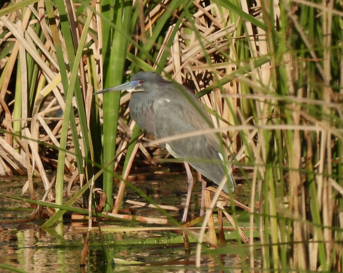 Tricolored Heron - ML617276373