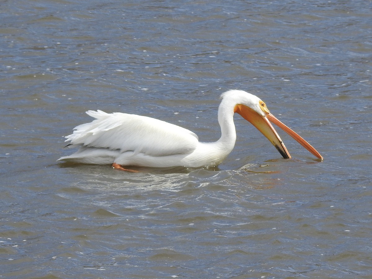 American White Pelican - ML617276377