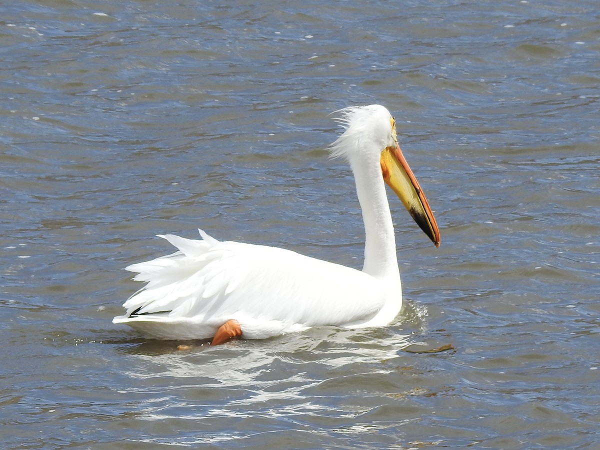 American White Pelican - ML617276380