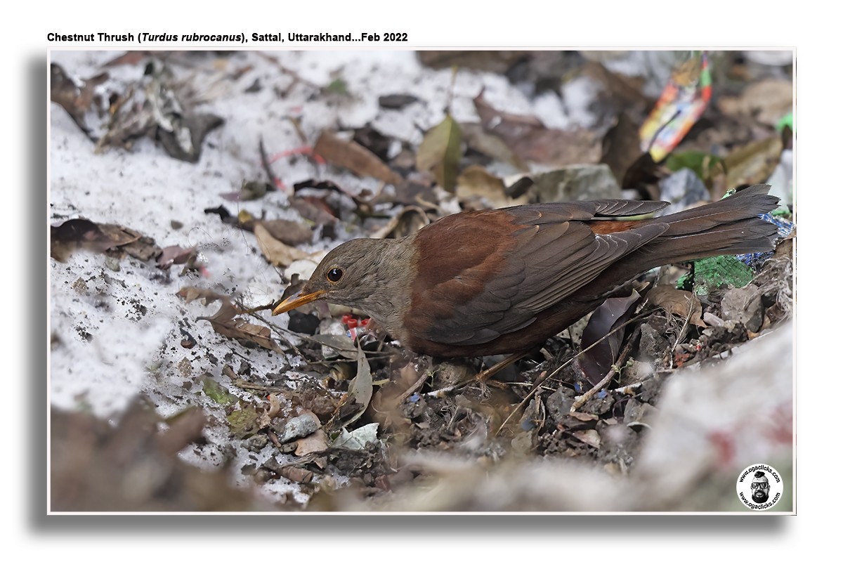 Chestnut Thrush - ML617276405