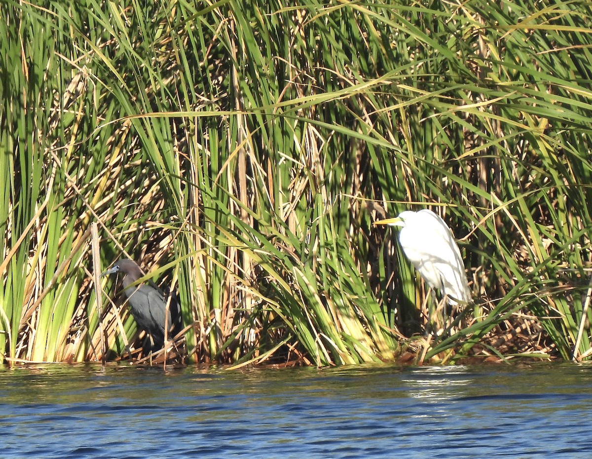 Great Egret - Carol Porch