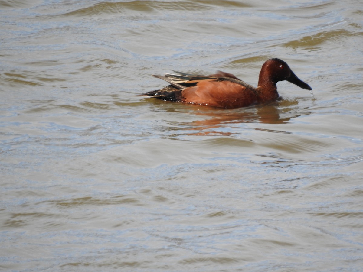 Cinnamon Teal - ML617276412