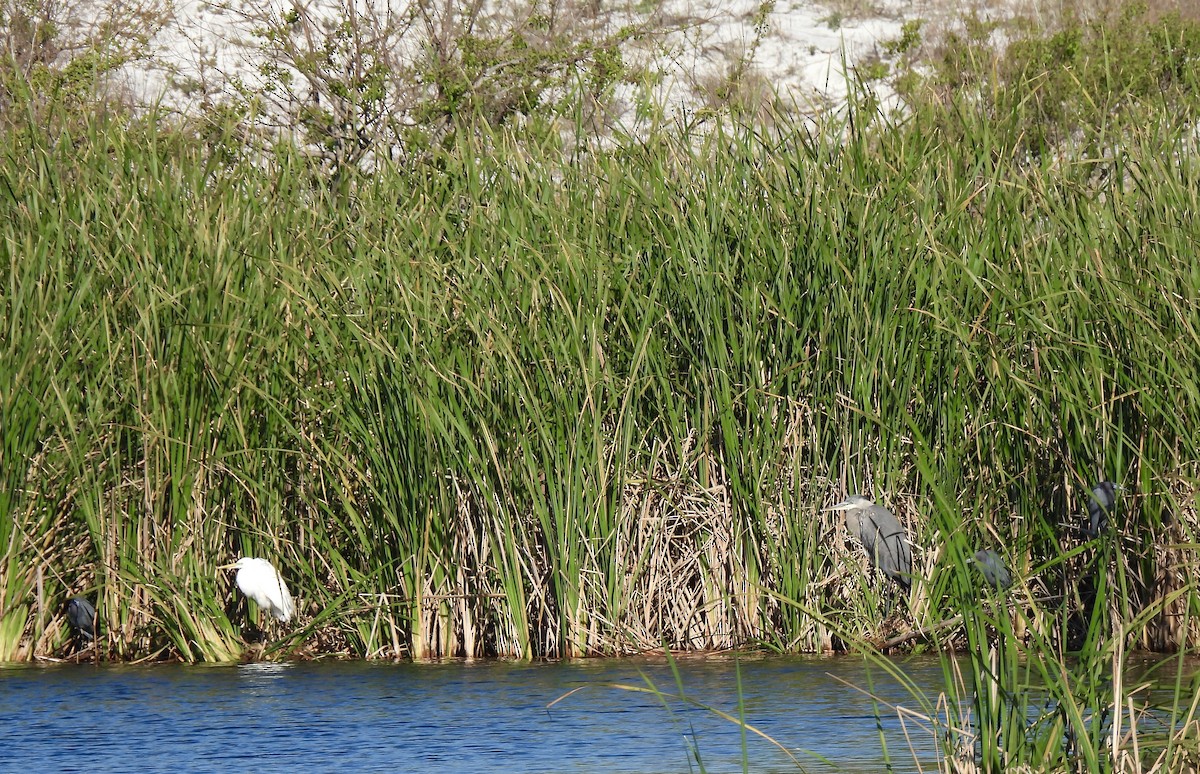 Great Egret - Carol Porch