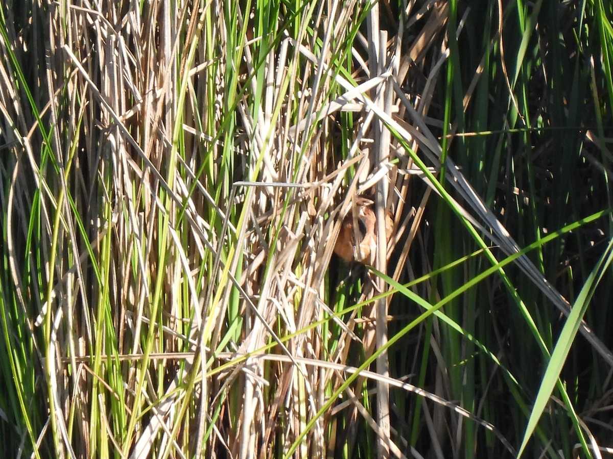 Least Bittern - Carol Porch