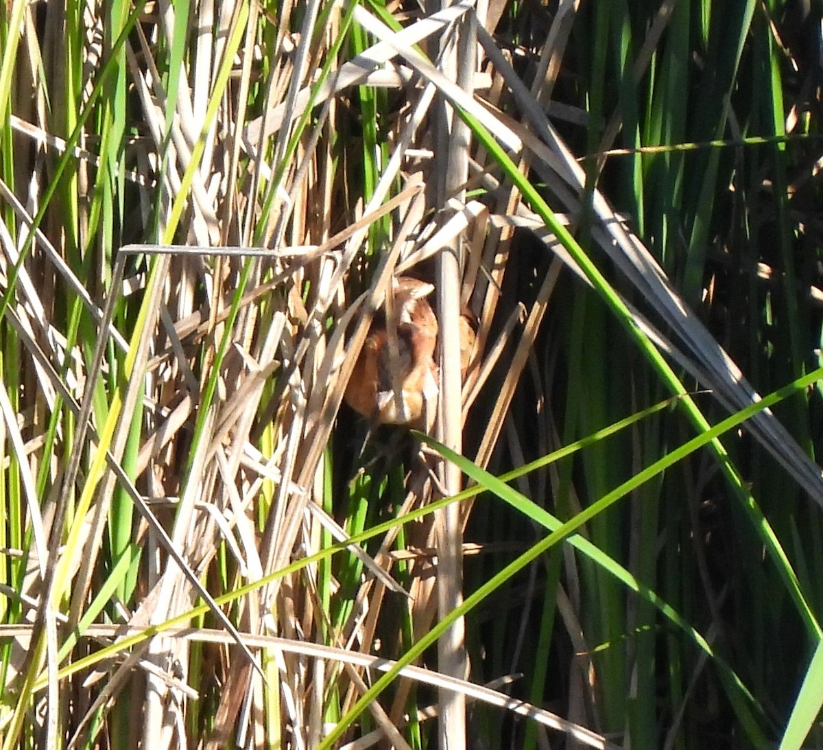 Least Bittern - Carol Porch