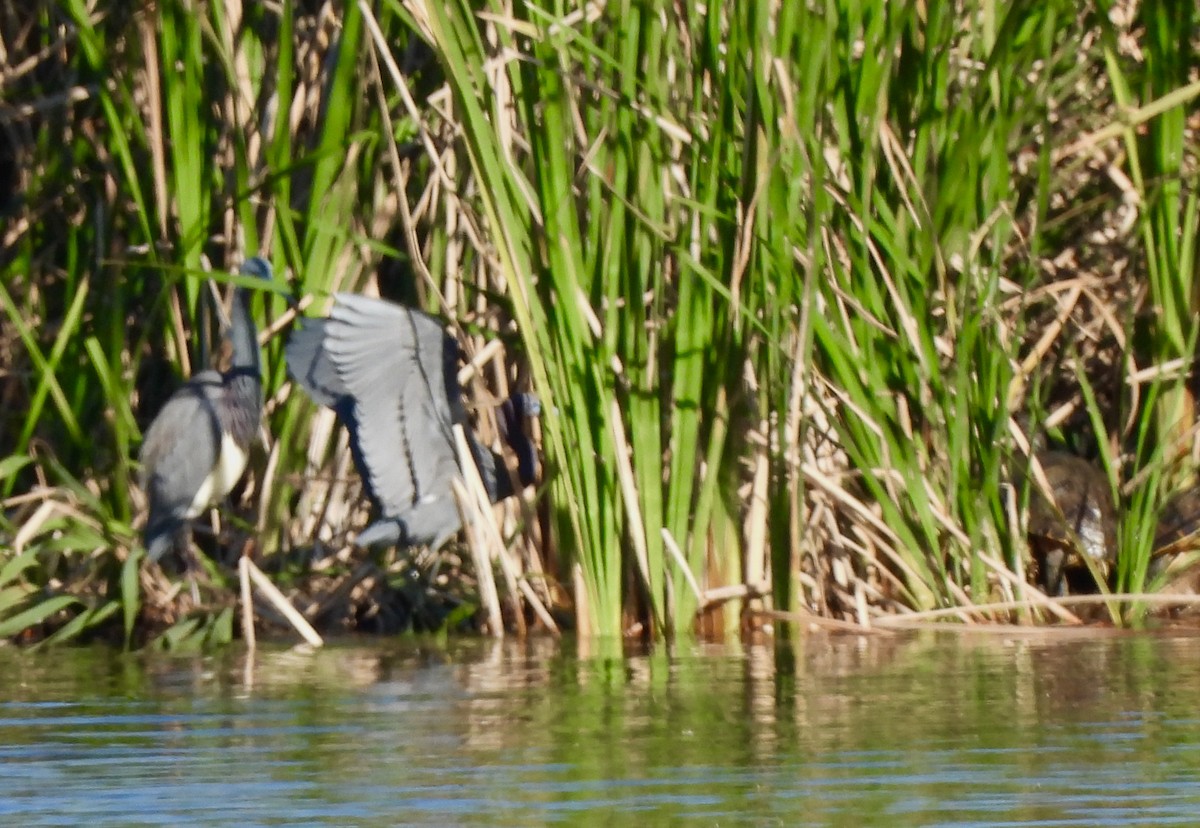 Little Blue Heron - Carol Porch