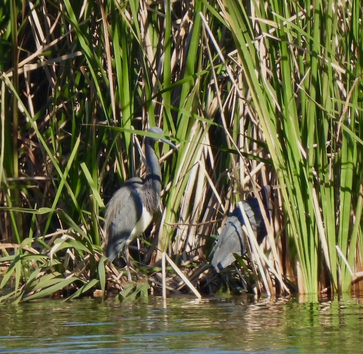 Little Blue Heron - Carol Porch