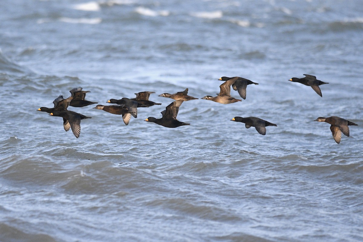 Black Scoter - ML617276478