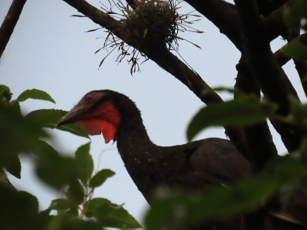 White-winged Guan - ML617276485