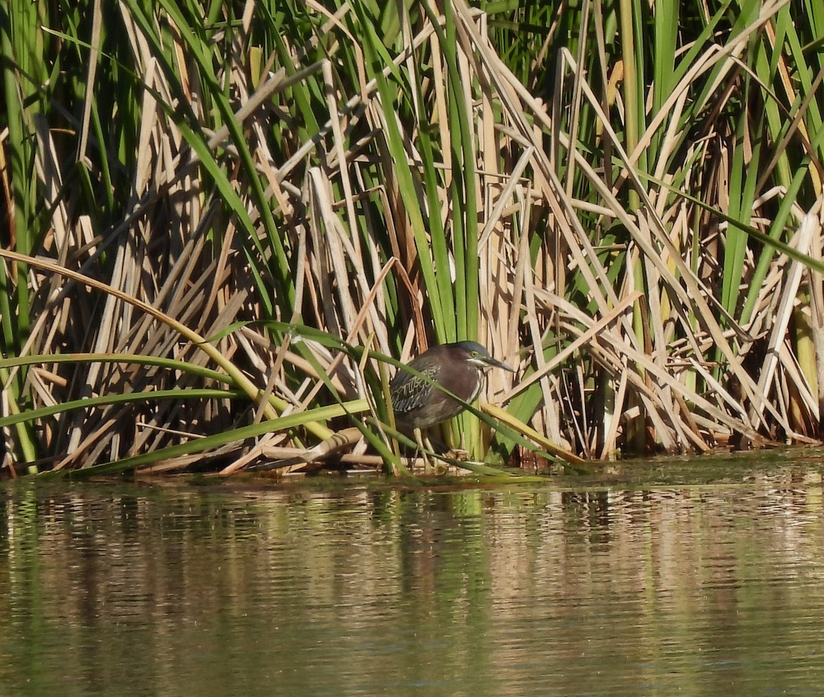 Green Heron - Carol Porch