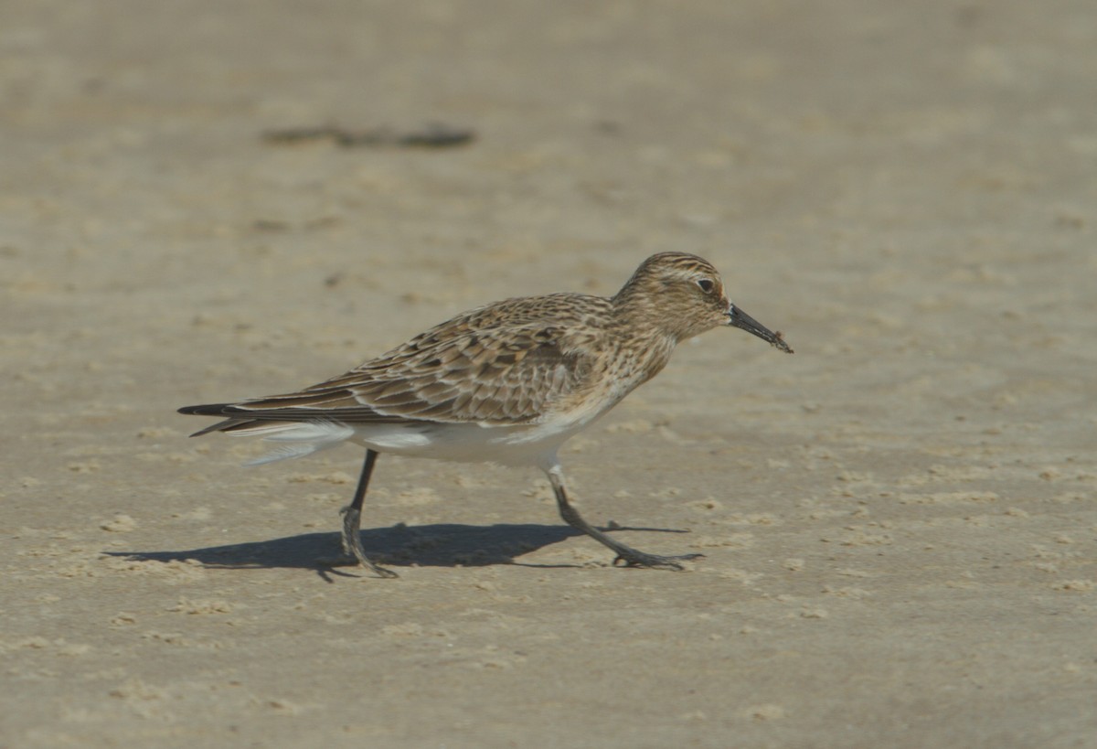 Baird's Sandpiper - ML617276554