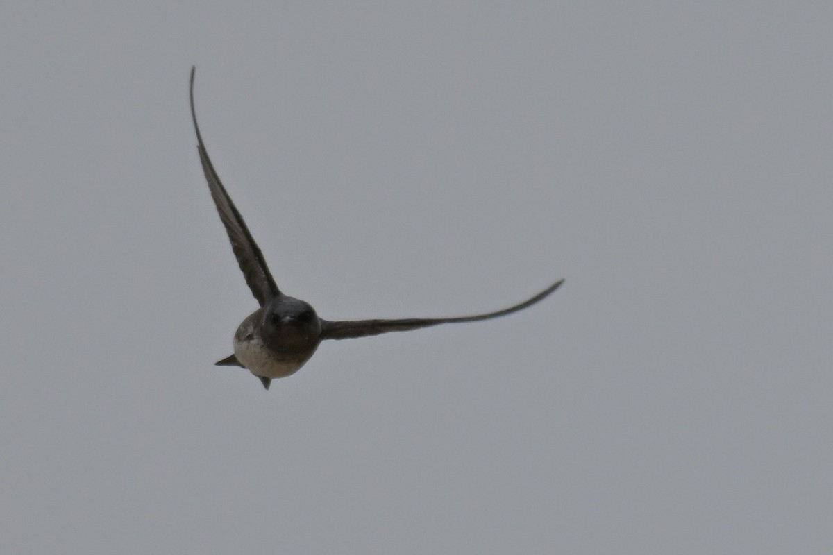 Purple Martin - Michele Carnerie