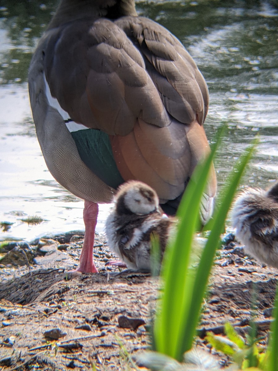 Egyptian Goose - ML617276579