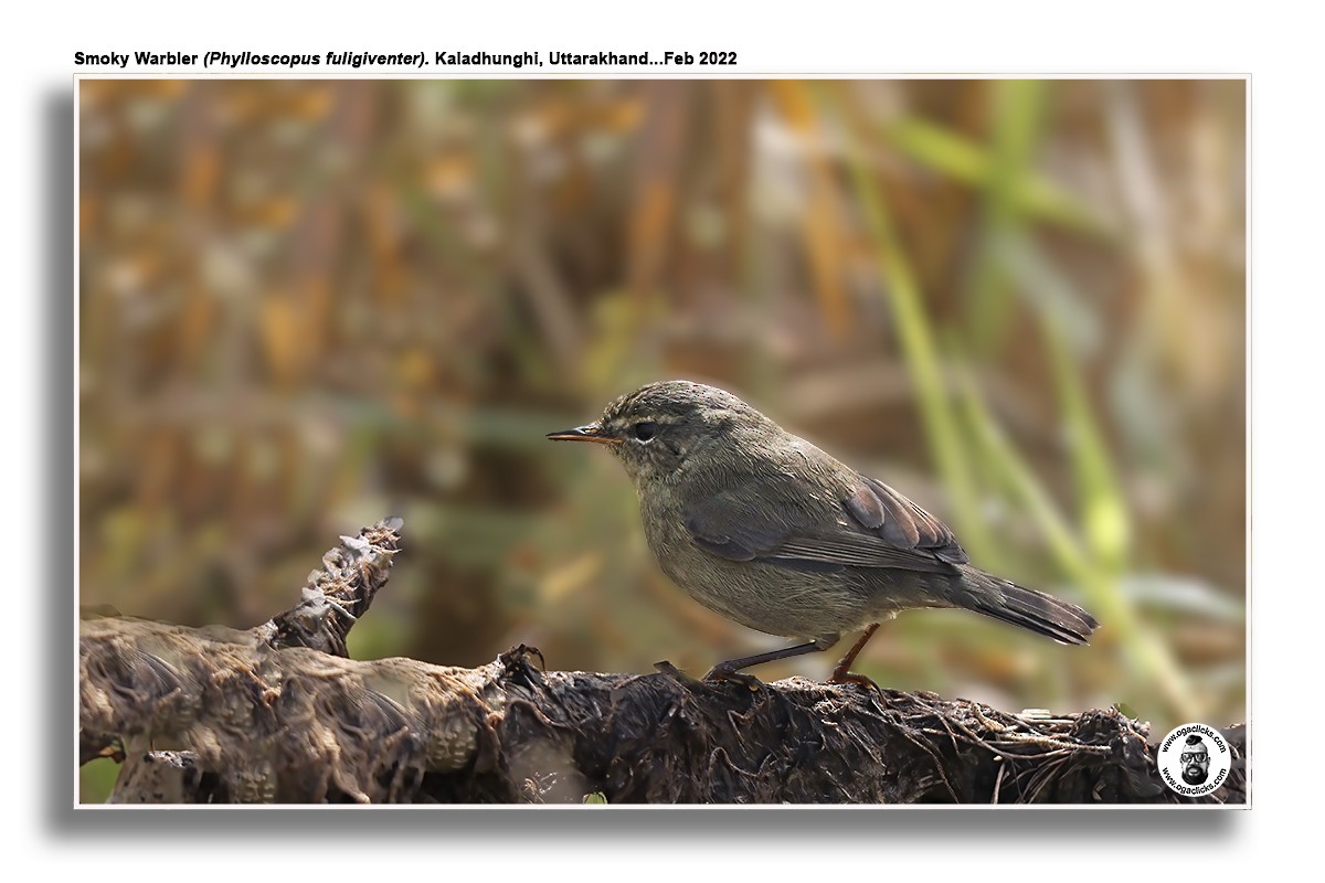 Mosquitero Ahumado - ML617276582