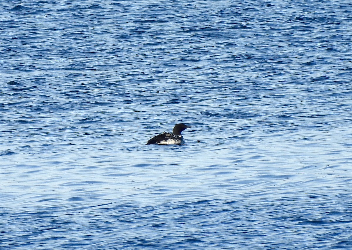 Common Loon - Carol Porch