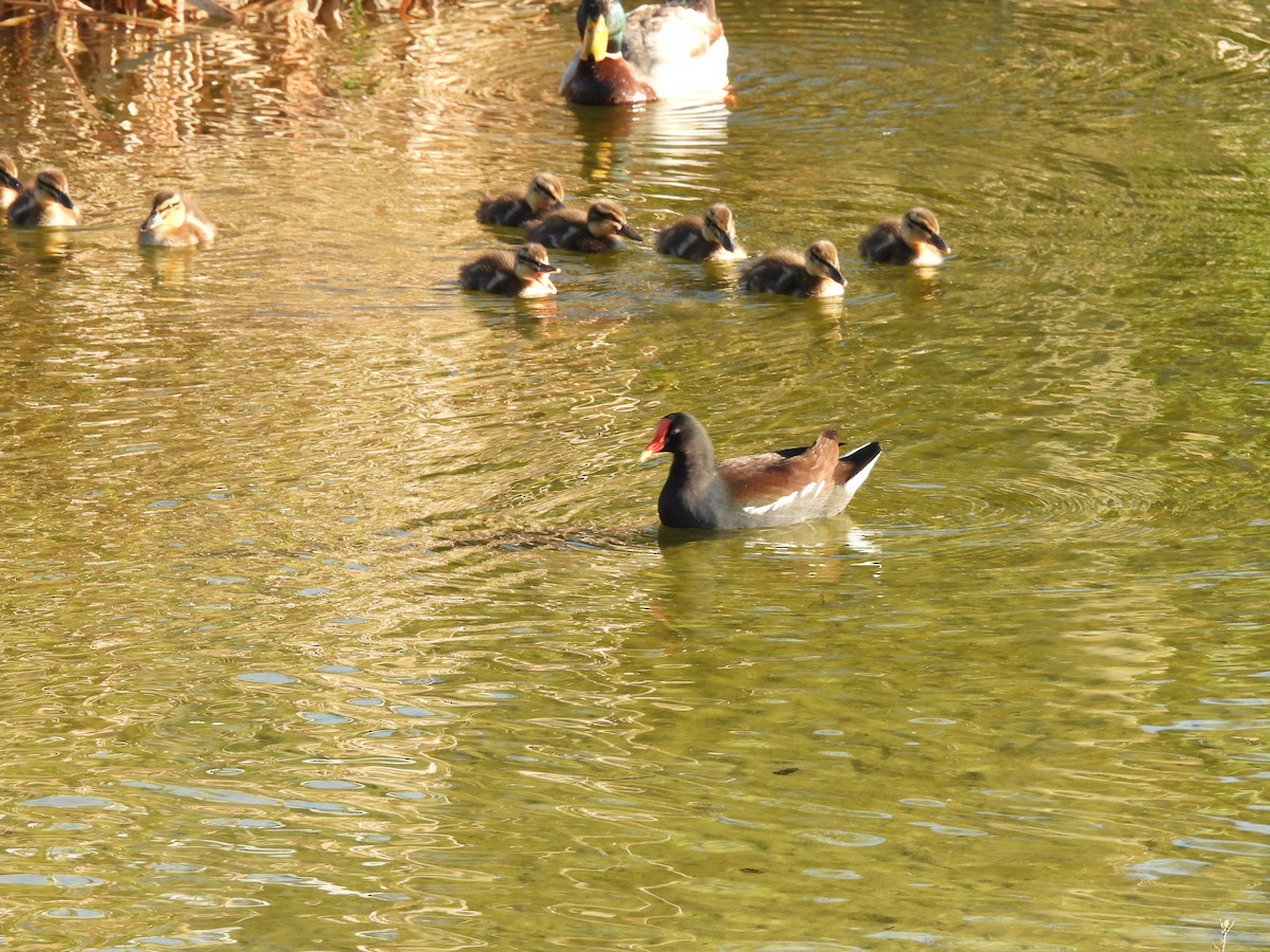 Common Gallinule - ML617276592