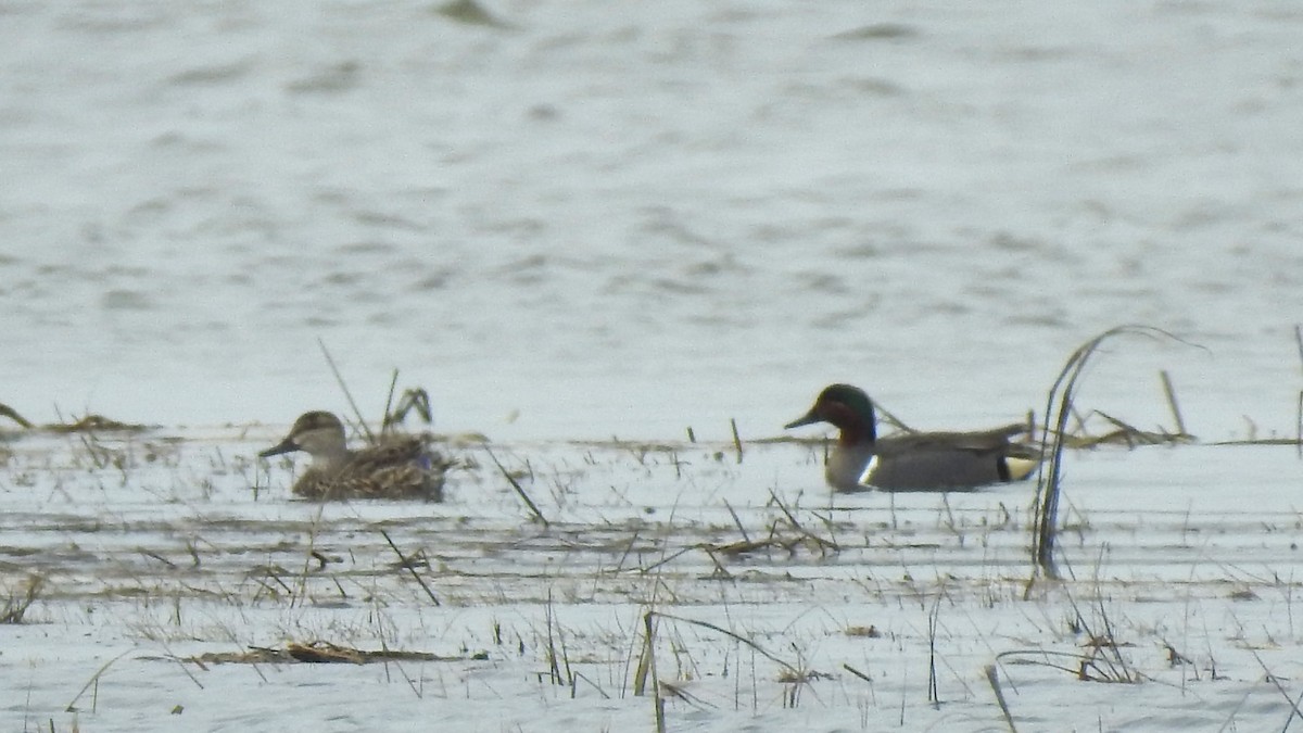 Green-winged Teal - ML617276635