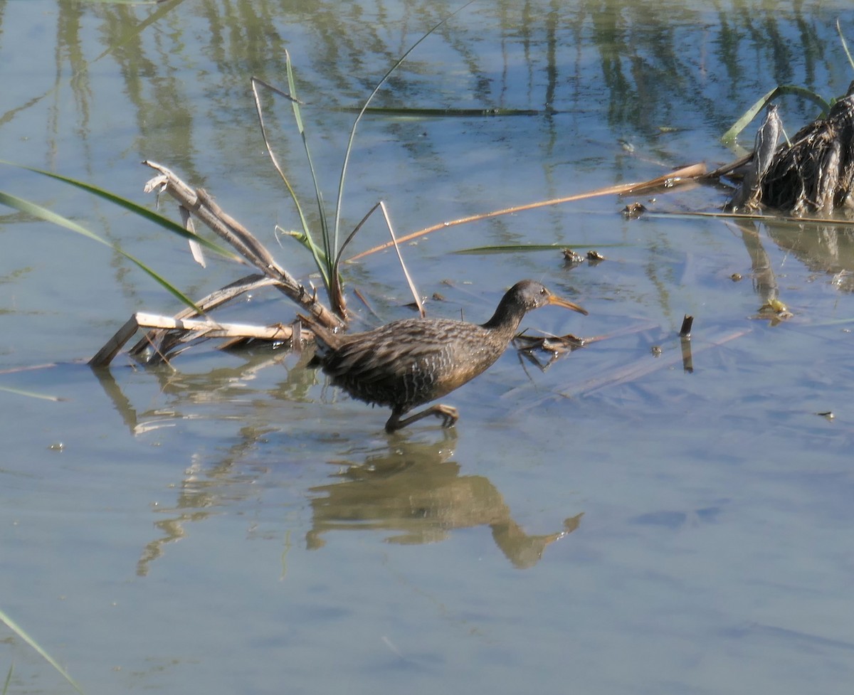 Clapper Rail - ML617276639