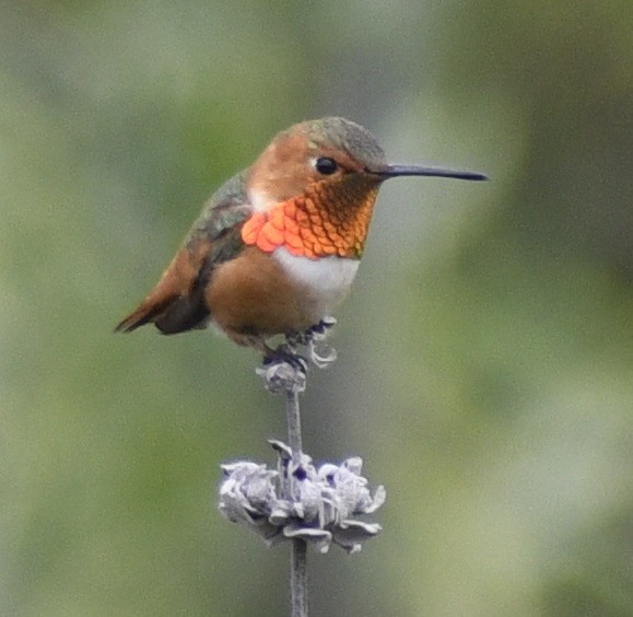 Allen's Hummingbird - ML617276652