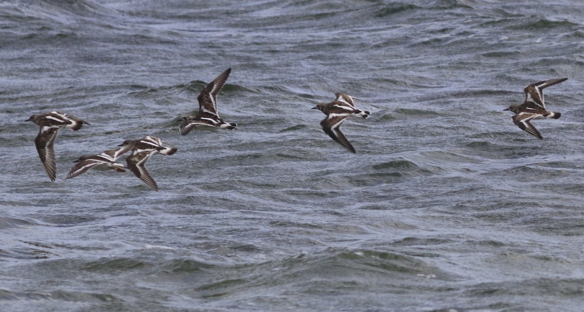 Ruddy Turnstone - Freddy Camara