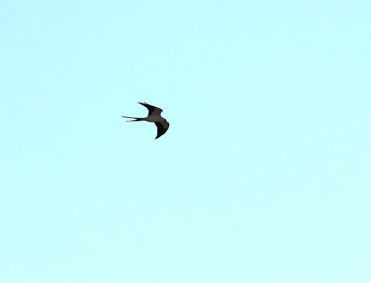 Swallow-tailed Kite - Rich Miller