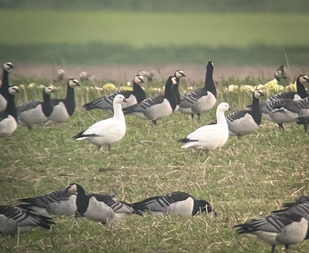 Ross's Goose - ML617276663