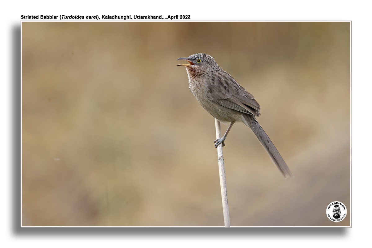 Striated Babbler - ML617276671