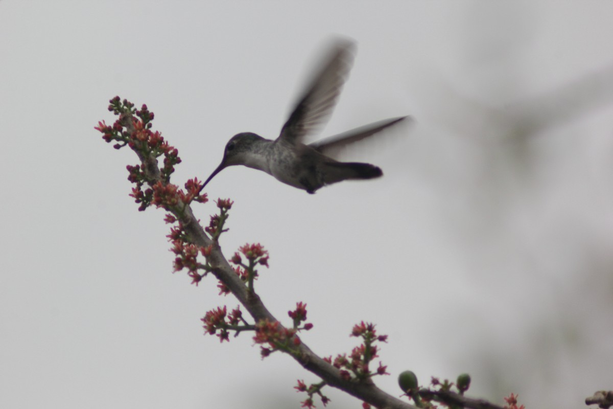 White-bellied Emerald - ML617276749