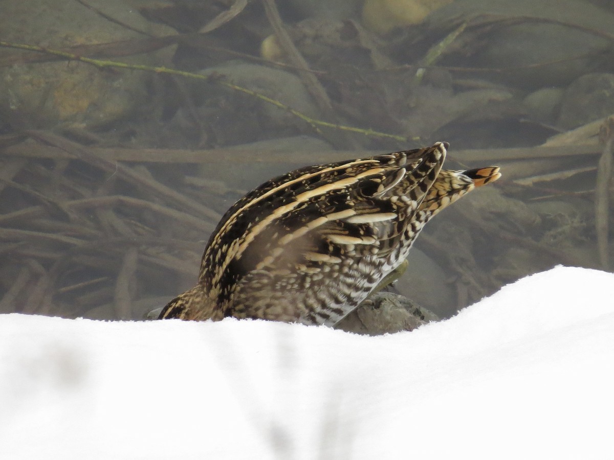 Wilson's Snipe - ML617276831