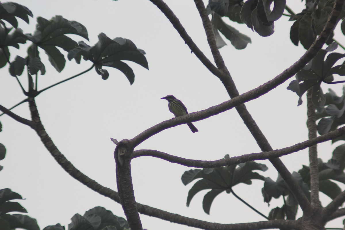 Sulphur-bellied Flycatcher - Carlos Javier Tec