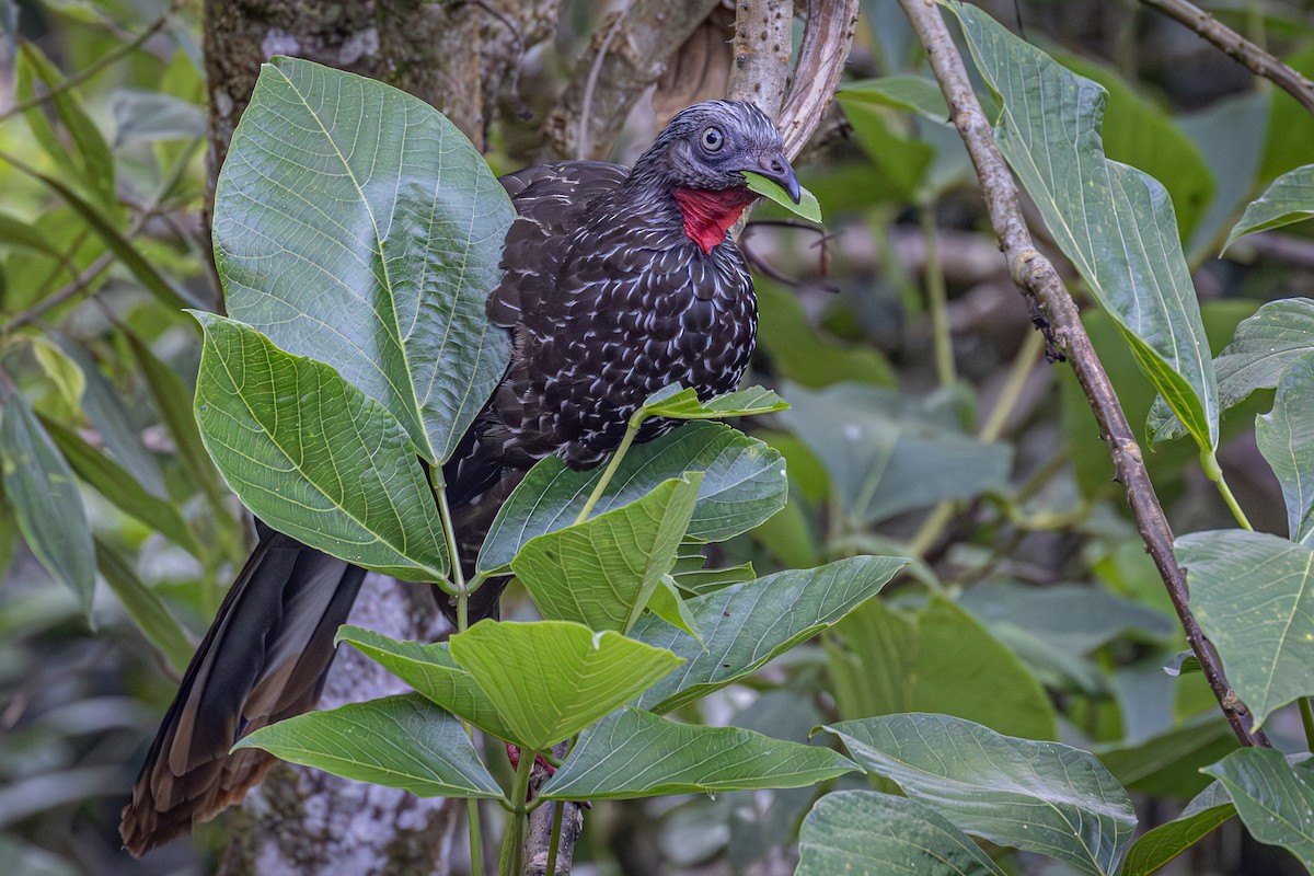 Band-tailed Guan - ML617276864