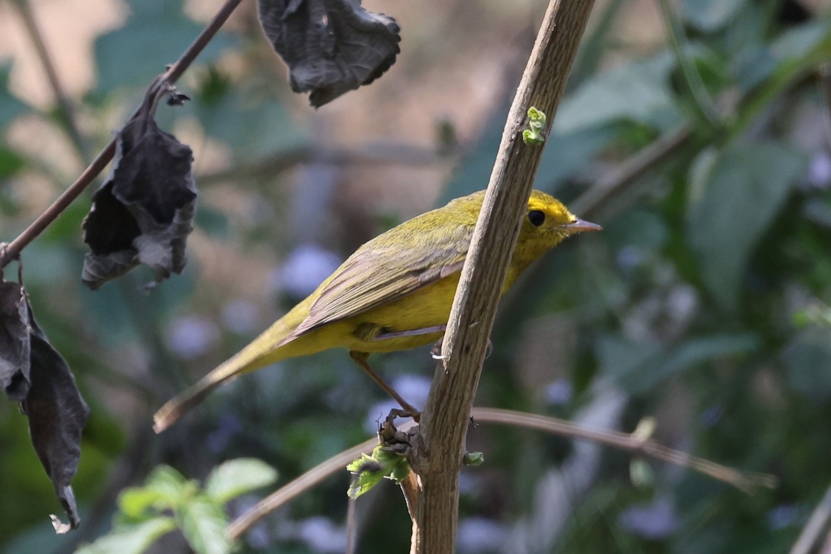 Wilson's Warbler - ML617276865