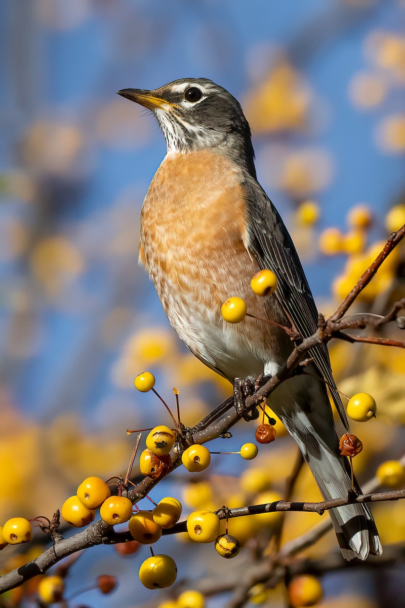 American Robin - Nadine Bluemel