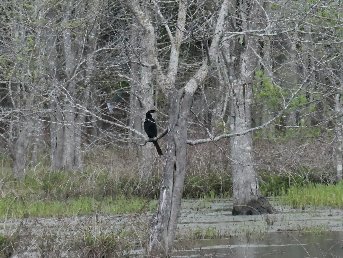 Anhinga - Bill Williams