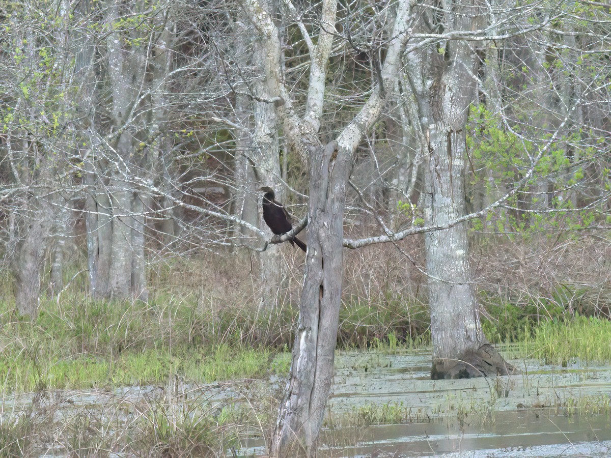 Anhinga - Bill Williams