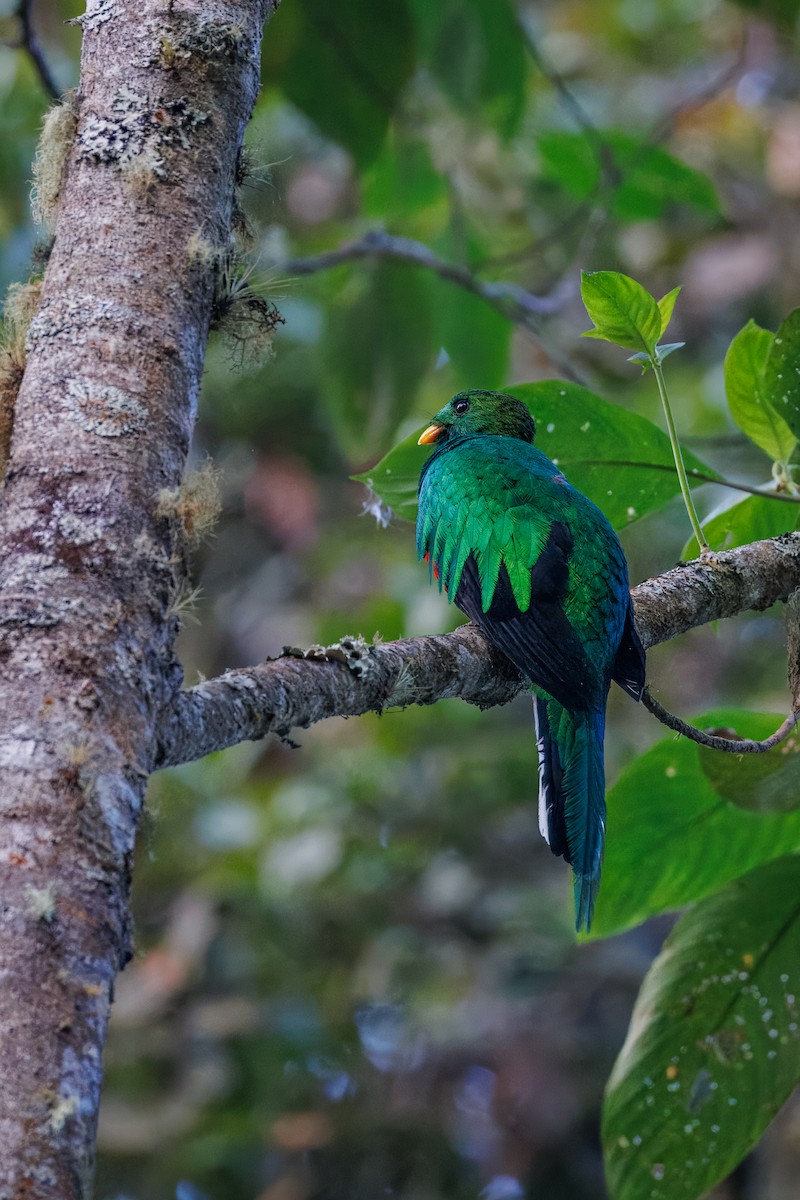 White-tipped Quetzal - ML617276934