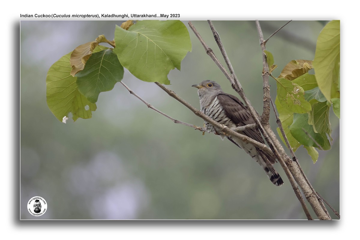 Indian Cuckoo - ML617277037