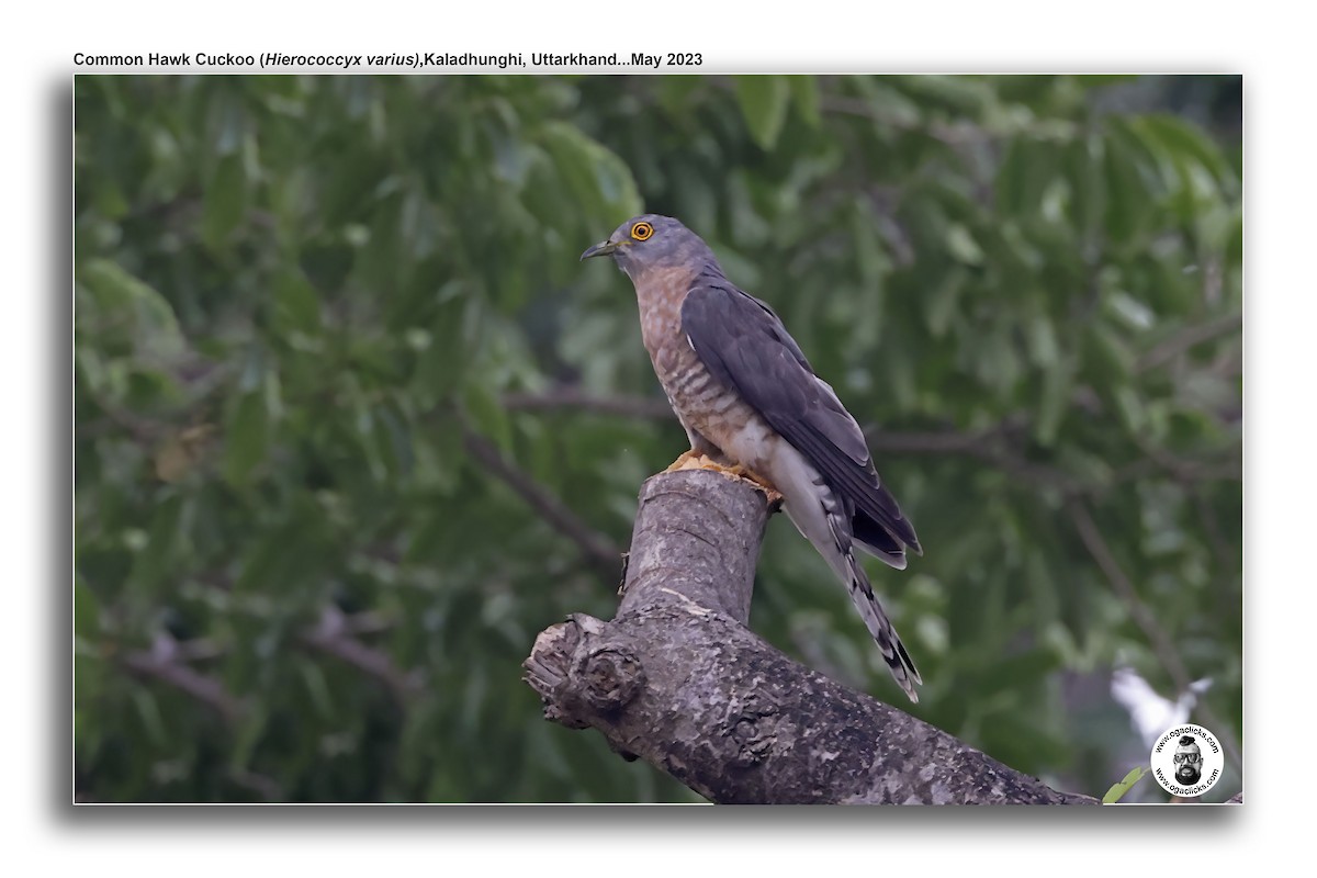 Common Hawk-Cuckoo - ML617277044