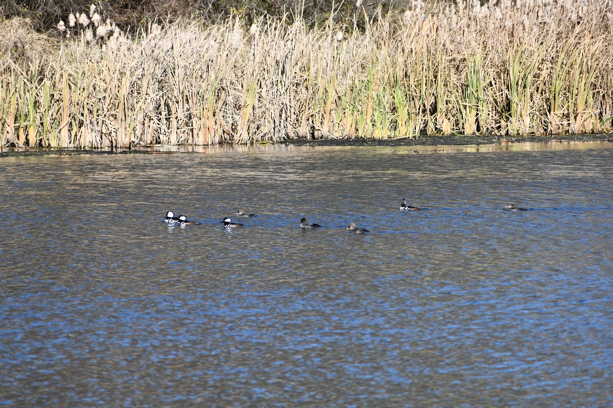 Hooded Merganser - Chelsey E