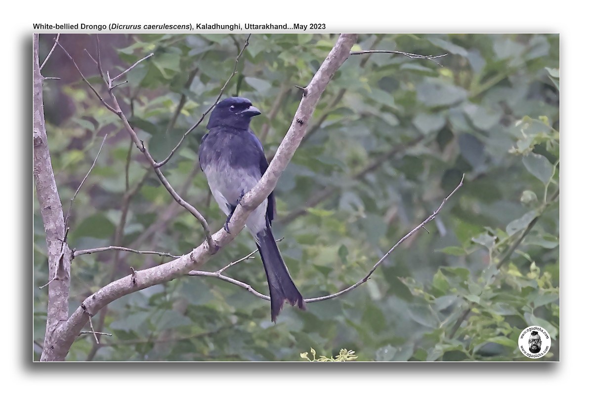 White-bellied Drongo - ML617277054