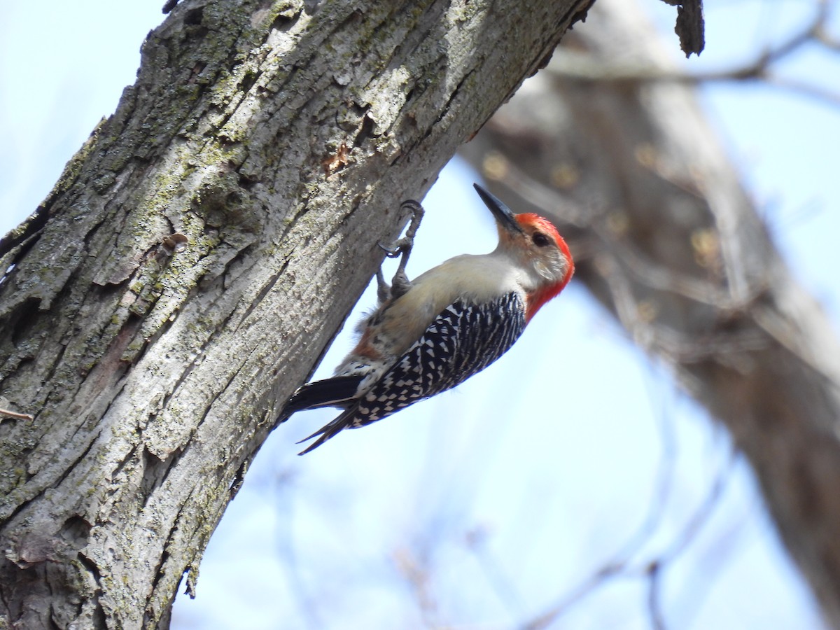 Red-bellied Woodpecker - Paul Strode