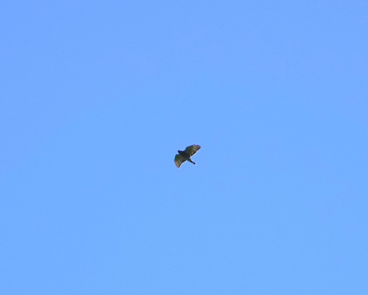 Broad-winged Hawk - Brian Carlson