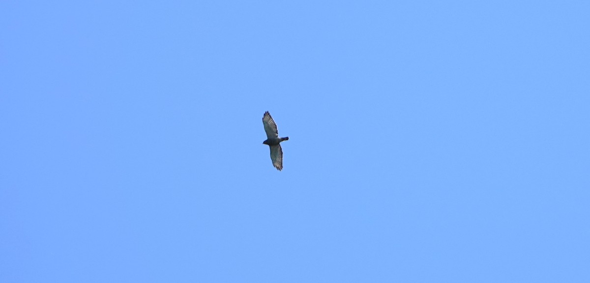 Broad-winged Hawk - Brian Carlson