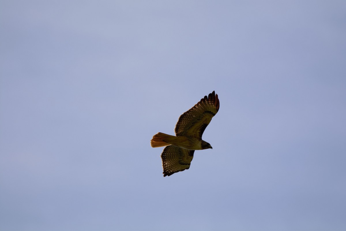 Red-tailed Hawk - ML617277082
